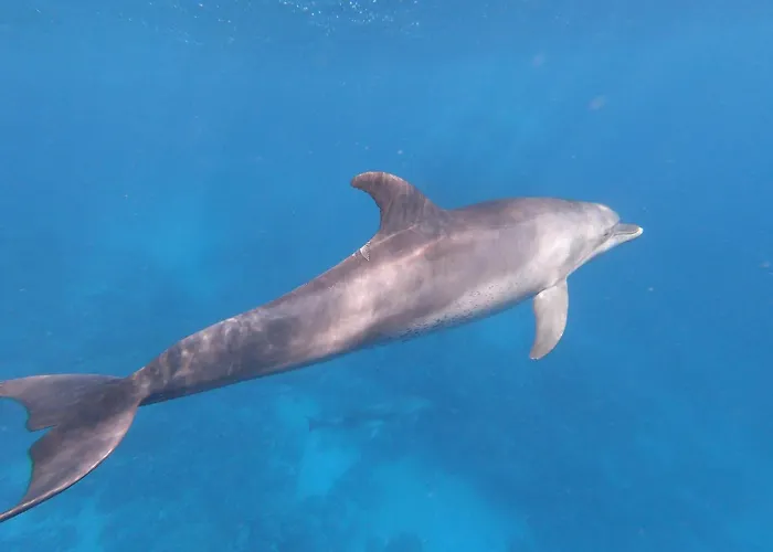 Dolphin Continental Hotel